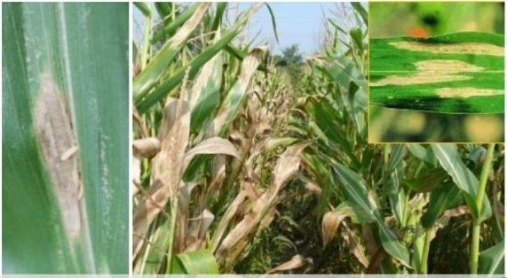 Bệnh khô vằn hại ngô