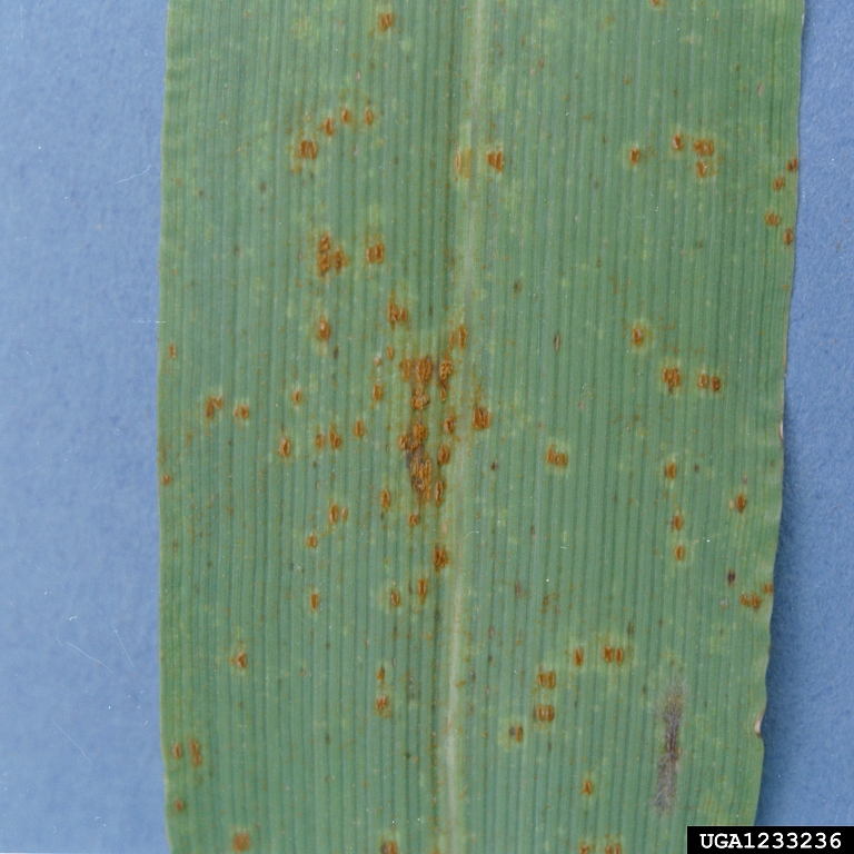 Hình ảnh nhận biết bệnh gỉ sắt hại ngô