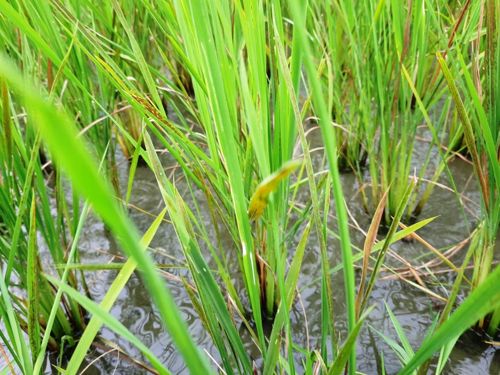 Dấu hiệu bệnh tiêm hạch lúa