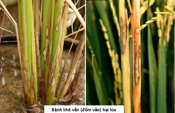 Dấu hiệu bệnh khô vằn hại lúa
