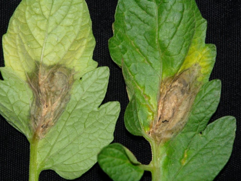 Hiện tượng thối xám lá cây cà chua