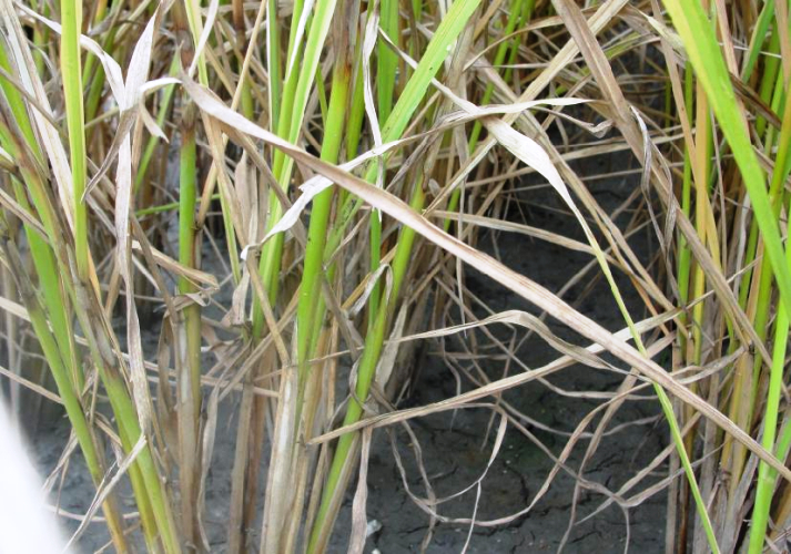 Bệnh khô vằn gây hại trên cây trồng khác (lúa)