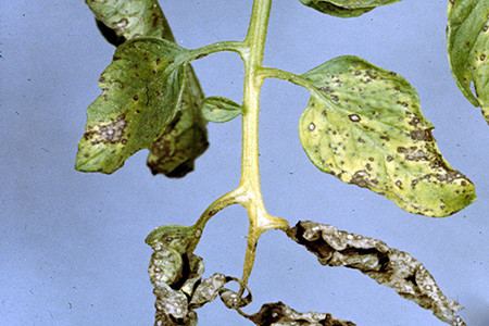 Hình 1. Bệnh đốm nâu (châm kim) ở cây cà chua