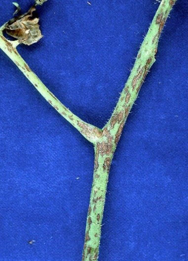 Hình 3. Bệnh đốm nâu (châm kim) trên thân cây cà chua