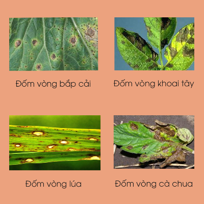 Hình 1. Đốm vòng gây hại trên các cây trồng khác nhau
