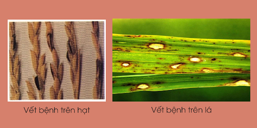 Hình 2. Trạng thái vết bệnh