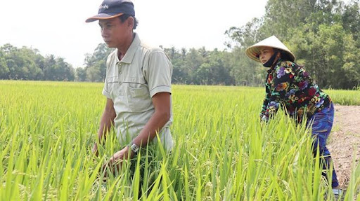 Hình 8. Thăm đồng kiểm dịch