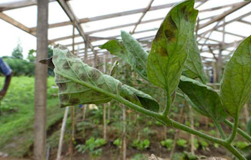 Hình 1. Dấu hiệu đốm xám hại cây cà chua trên lá