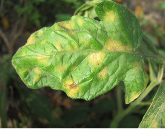 Hình 2. Nấm bệnh phát triển ở điều kiện môi trường ẩm 