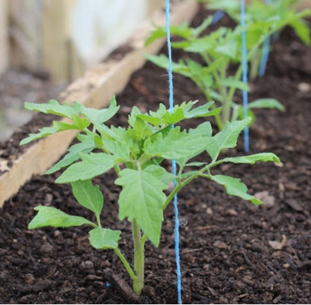 Hình 4. Chọn giống