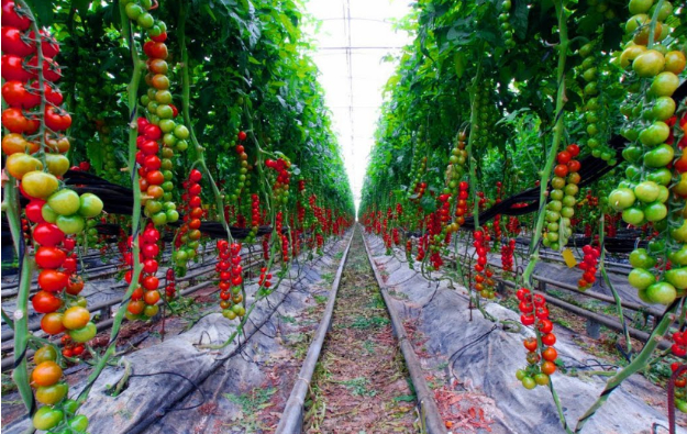 Hình 5. Canh tác hợp lý