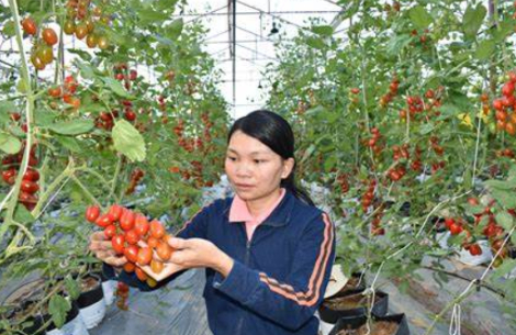 Hình 6. Thăm ruộng kiểm dịch