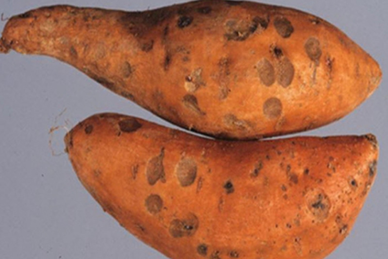 Hình 1. Dấu hiệu ghẻ trên củ