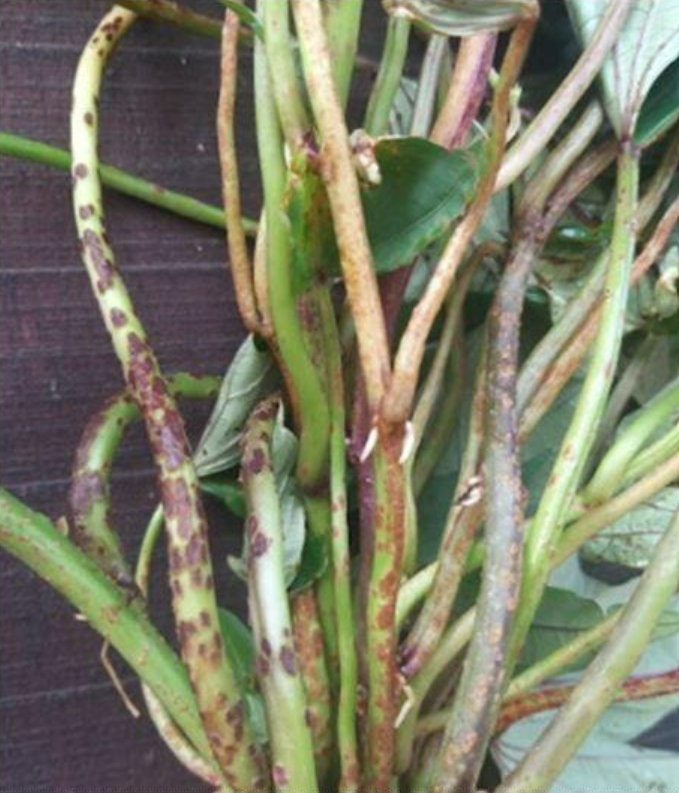 Hình 2. Dấu hiệu trên thân và cuống lá