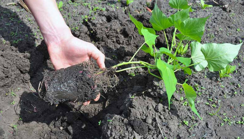 Hình 4. Chọn giống