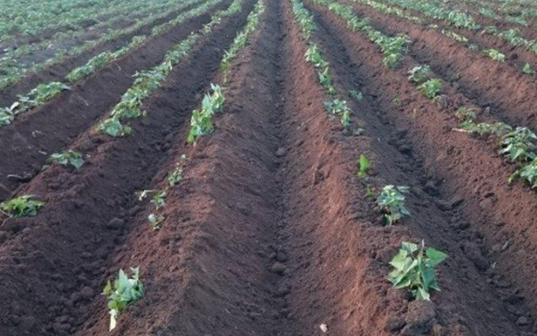 Hình 5. Canh tác hợp lý