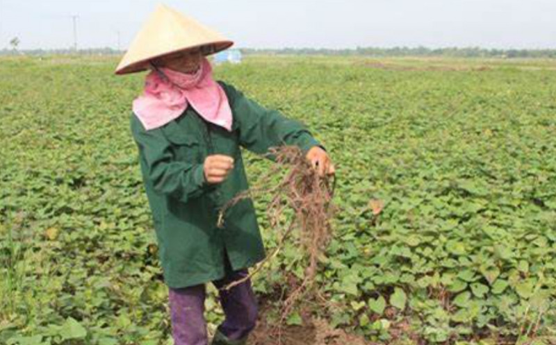 Hình 6. Thăm ruộng kiểm dịch