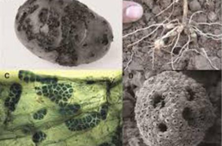 Hình 2: Nấm bệnh ghẻ sao khoai tây