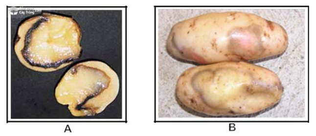 Hình 1. Dấu hiệu của bệnh ghẻ thường khoai tây