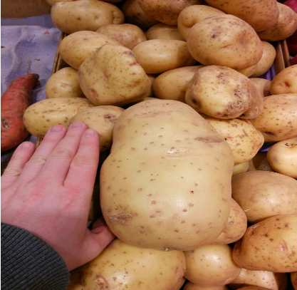 Hình 3. Chọn giống khoai tây