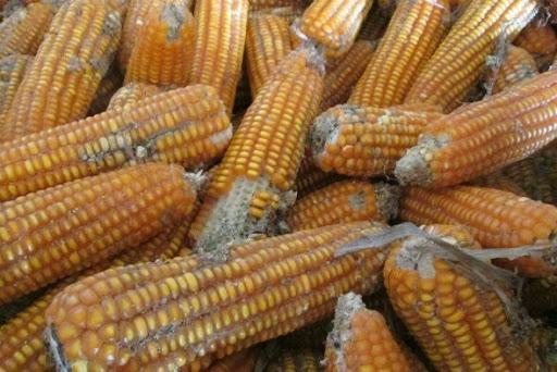 Hình 1. Bệnh mốc hồng trên bắp ngô