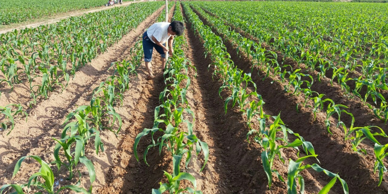 Hình 3. Canh tác ngô (bắp) hợp lý