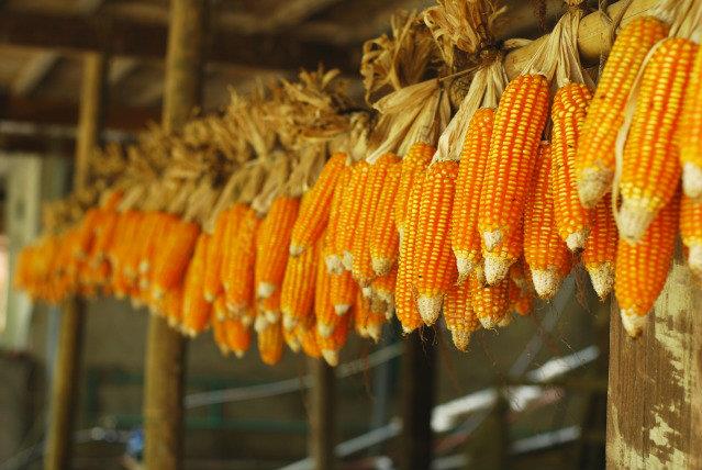 Hình 4. Bảo quản ngô (bắp)