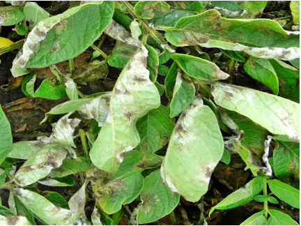 Hình 1: Dấu hiệu bệnh mốc sương trên cây khoai tây