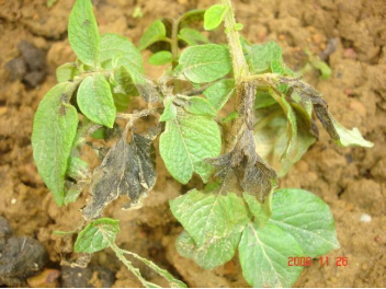 Hình 2. Dấu hiệu mốc sương trên lá khoai tây