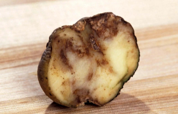 Hình 3. Dấu hiệu mốc sương trên củ khoai tây