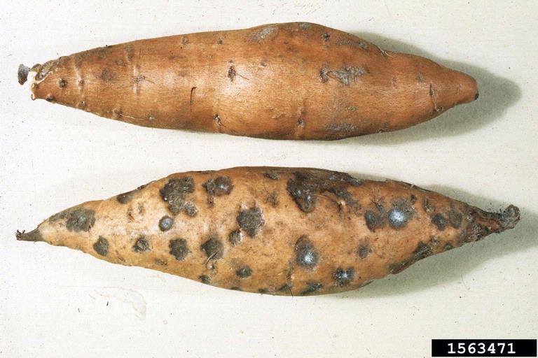 Hình 2. Dấu hiệu bệnh sẹo đen trên củ