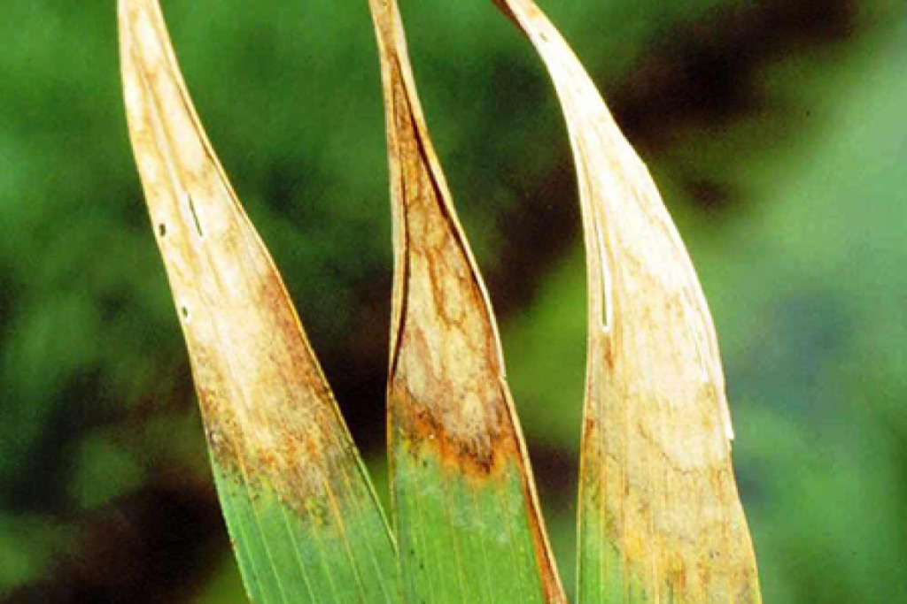 Dấu hiệu bệnh vân nâu lá lúa