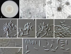 Hình ảnh nấm Microdochium oryzae Samuels