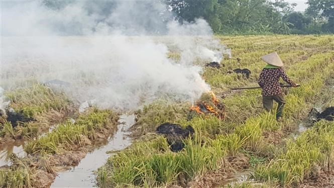 Vệ sinh đồng ruộng sau thu hoạch