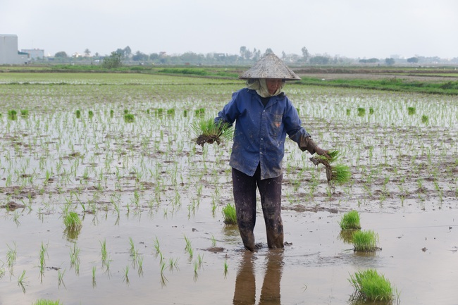 Gieo cấy mật độ thích hợp