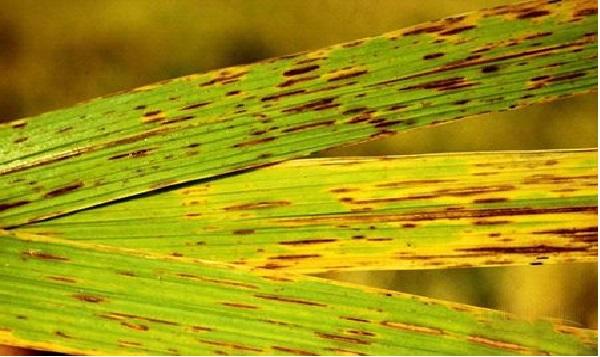 Hình 1. Dấu hiệu trên lá lúa