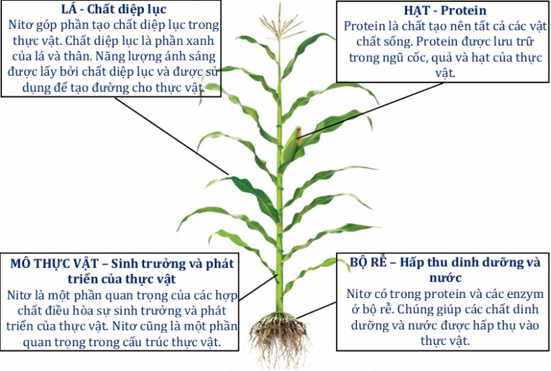 Hình 2. Vai trò của đạm (N) đối với cây ngô