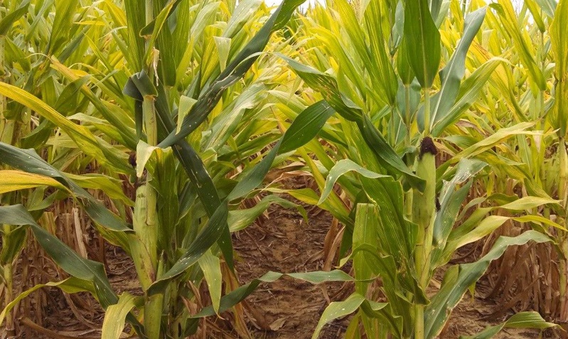 Thiếu đạm gây vàng lá và cho năng suất thấp ở cây bắp