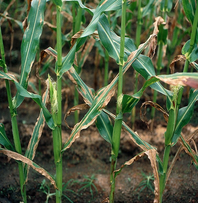 Bệnh đốm lá ngô