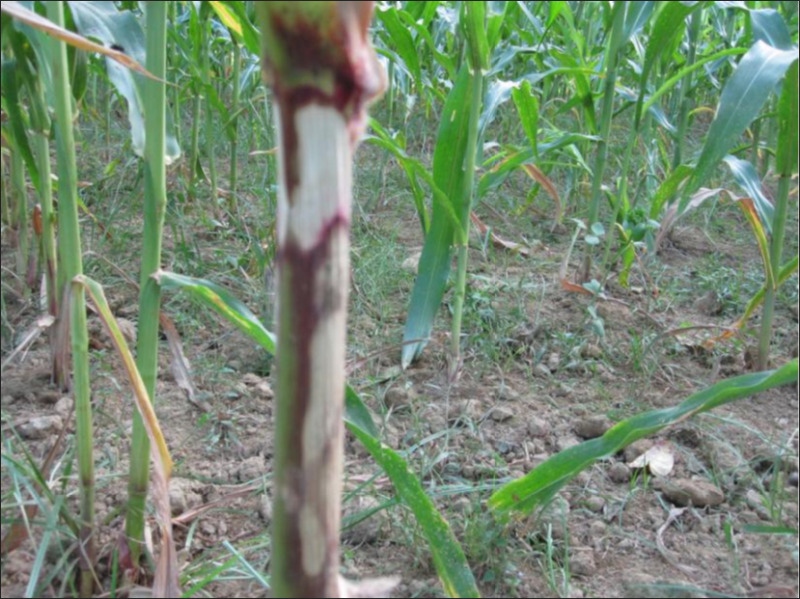 Vết bệnh khô vằn loang lỗ trên thân cây