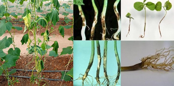 Bệnh lở cổ rễ ở cây cà chua