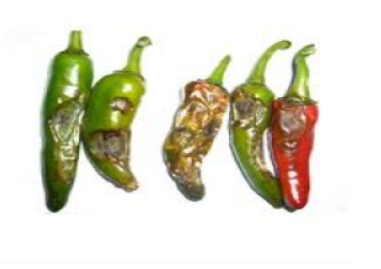 Hình 1. Vết bệnh thán thư trên quả ớt