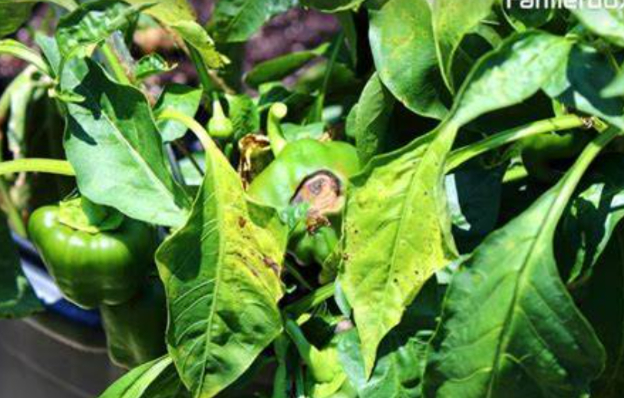 Hình 2. Thán thư trên lá ớt 