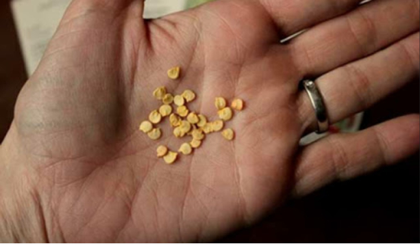 Hình 4. Chọn giống