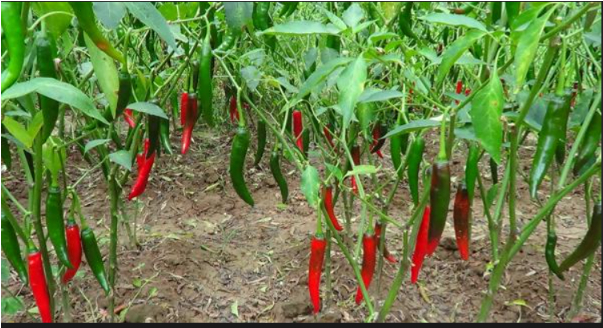 Hình 5. Canh tác hợp lý