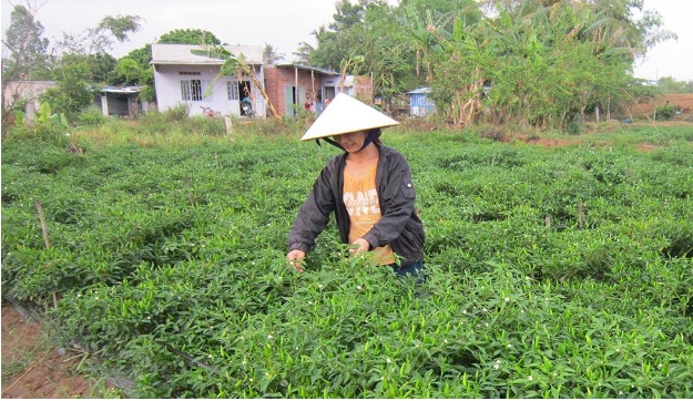 Hình 6. Thăm ruộng kiểm dịch