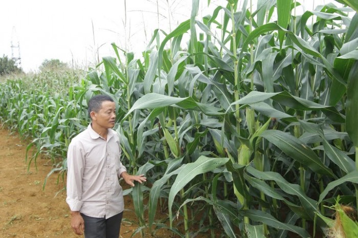 Thăm ruộng kiểm dịch