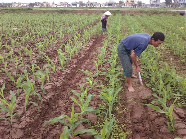 Gieo trồng mật độ thích hợp