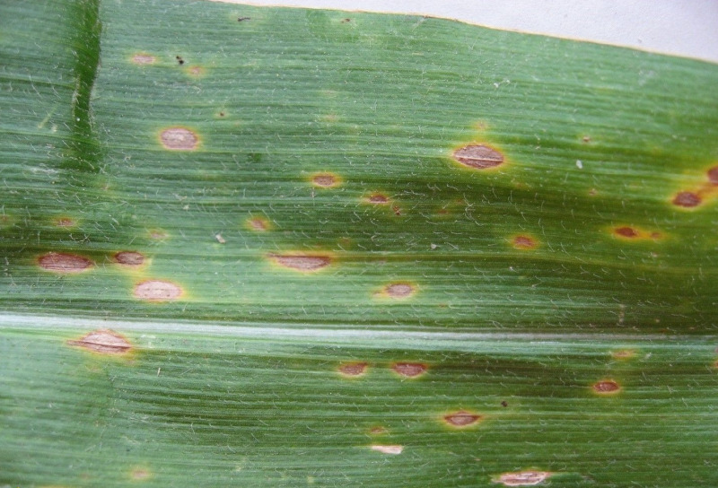 Vết bệnh đốm lá nhỏ