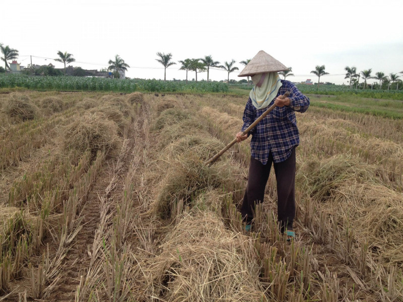 Dọn tàn dư rơm rạ
